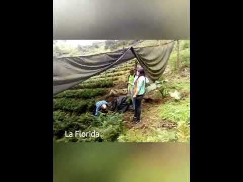 en el departamento de Cundinamarca, al lado de Anolaima