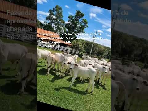 Fazenda à venda com 202 hectares em Arinos/chapada gaúcha MG. 70% de aproveitamento, só 2.600.000