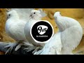Kabutar Ja Ja Ja Dhol Mix Unreleased Dj Abhijeet In The Mix DJ HARIOM