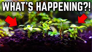 The Strangest Thing Happened In My Planted Betta Tank!