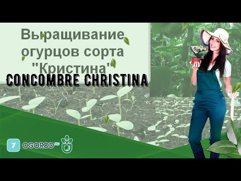 , title : 'Concombre Christina'