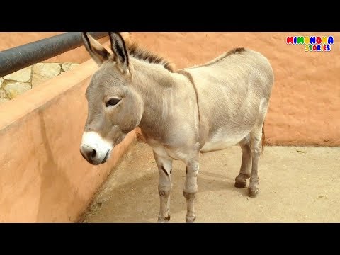 Sonidos de animales 🐷🐮🐴  Animal Sounds for children - Mimonona Stories Video