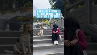 Download lagu Wanita ini didekati oleh seekor anjing yang meminta perhatian mp3 Download lagu Wanita ini didekati oleh seekor anjing yang meminta perhatian mp3