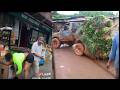 Kenya Sihami 2026 Funny Video Memes Compilation Vines Kenya Sihami Latest Sampe254tv