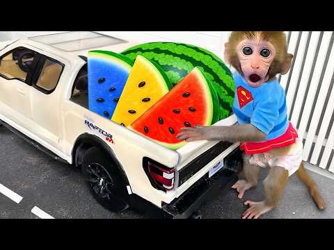 Monkey Bon Bon Drives a Tractor and Harvests Watermelons | Bon Bon Indonesian