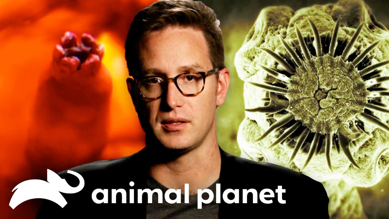 All I Got for Christmas Was a Parasite 🎁 🪱 Monsters Inside Me | Animal Planet