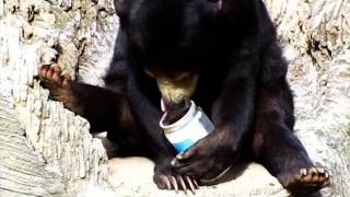 Bahbiss Cobb -Bear Eats Peanut Butter