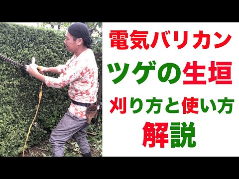 これがツゲの生垣の正しい植え方と手入れの方法です