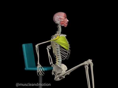 CHEST MUSCLE STRETCHES