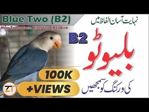 How To Produce 100 % Confirm Blue Two (B2) Birds In Love Birds @Your Aviary?|What Is Blue Two Bird?