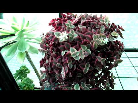 Crassula marginalis rubra 'Variegata' “Calico Kitten”  Succulent Plant in Flower