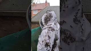 ATTACKED BY BEES