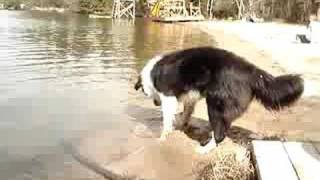 Retarded Dog