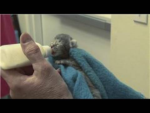 Kitten & Cat Care : When Do Newborn Kittens Open Their Eyes?
