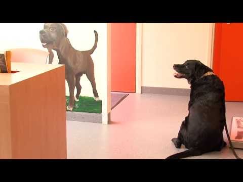 Dierenartsenpraktijk Laakkwartier