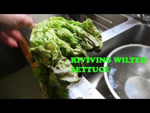 Quick Tip: REVIVING WILTED LETTUCE