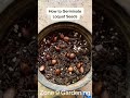 How to Germinate Loquat Seeds #gardening101 #californiagarden #shorts