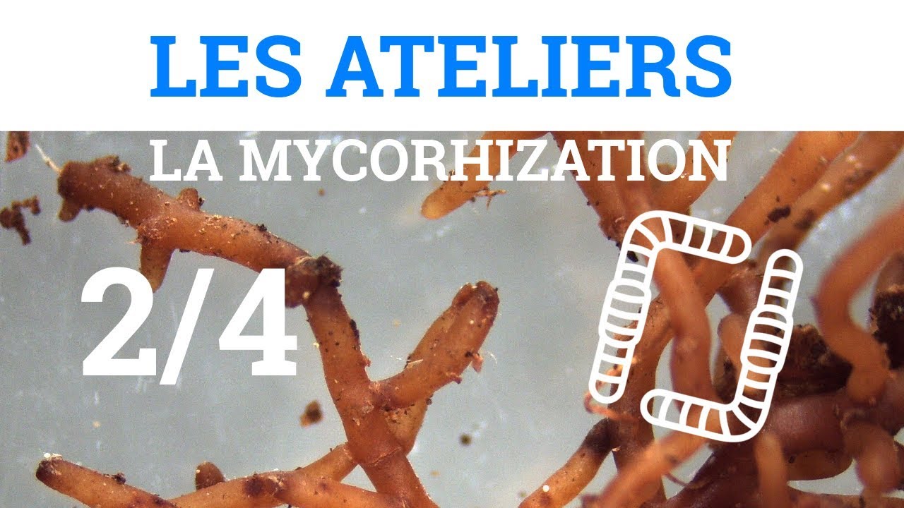 2/4 - Ateliers sur la Mycorhization - Dans une Prairie