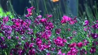 "He Loves Me" by Kelli O'Hara