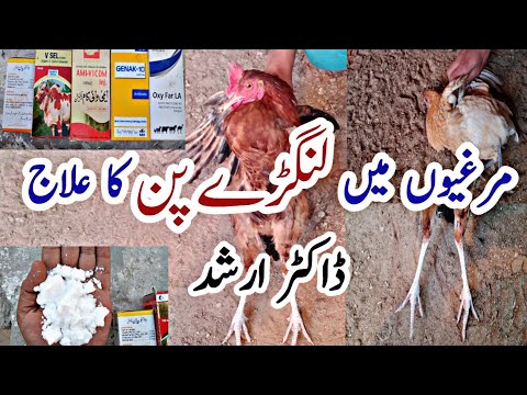 , title : 'Chicken Leg Problems Treatment | Poultry Legs Disorders | Dr. Arshad'