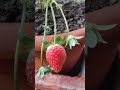 Strawberry Plant Growing Journey Shorts