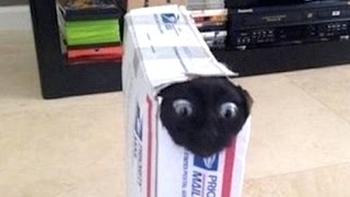 Extremely Funny Watch HD Mp4 Videos Download Free Extremely Funny Watch HD Mp4 Videos Download Free
