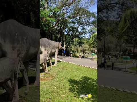 Conheça o Horto Florestal de Pouso Alegre - MG