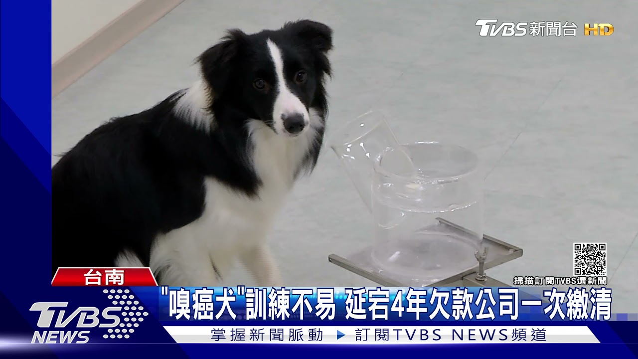 4年欠73萬!台南執行署查封7隻嗅癌犬 生技公司火速捧現金繳清
