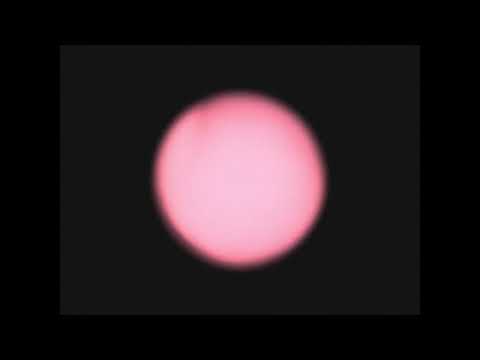 Red Bird Pt 2 Morning - Florist