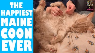 The best way to remove a cat’s belly knots and mats