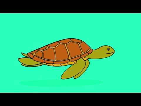Apprendre à dessiner une tortue de mer