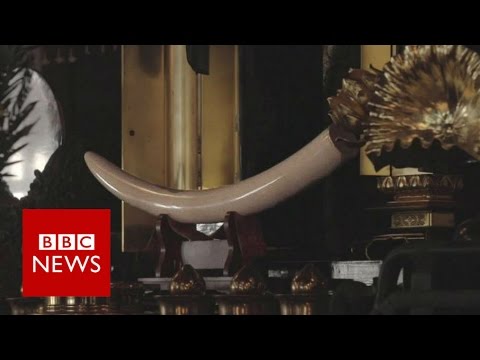 'Ivory is wasted if you don't sell it' - BBC News