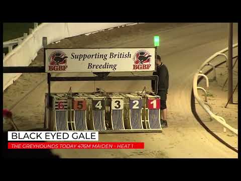 Black Eyed Gale - The Greyhounds Today 476m Maiden - Heat 1