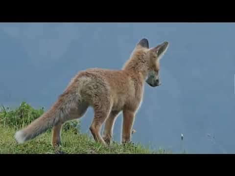 iVolga C whistle handmade wooden whistle - Image 2