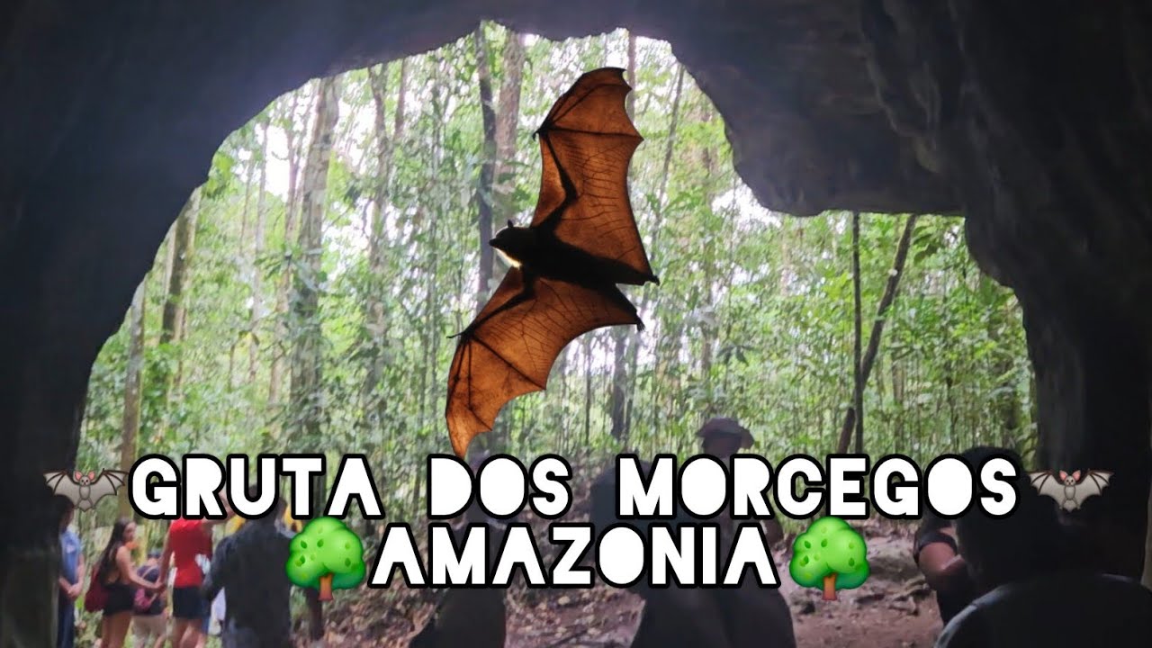 Gruta do morcegos, na floresta Amazônica. 🦇🌳