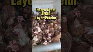 Download lagu Harga Ayam Afkir Petelur Hari Ini 2024 #shorts mp3