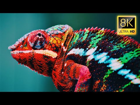 Wild Animal In 8K Ultra HD Video Best Footage