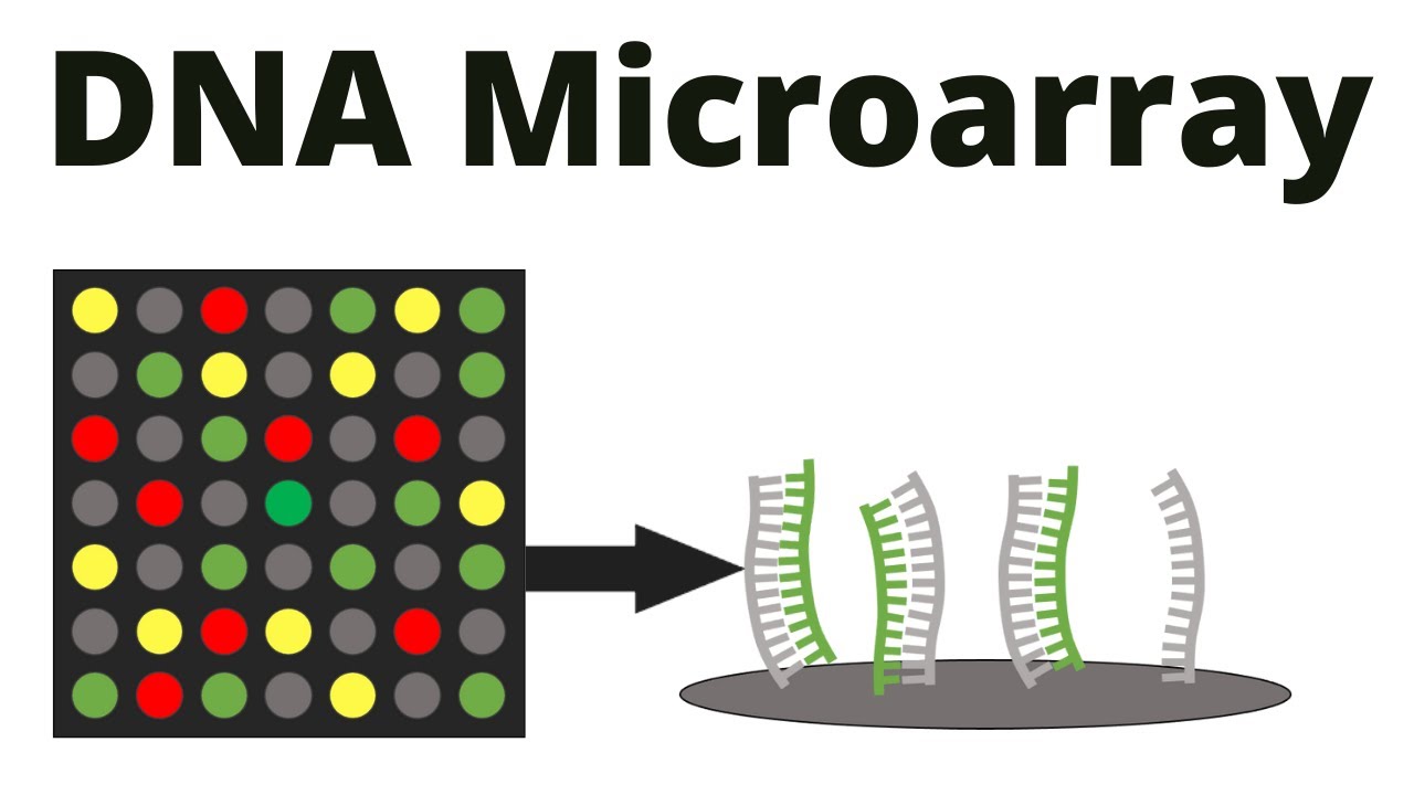 【洋書】DNA MIcroarrays and Gene Expression 洋書】DNA MIcroarrays and Gene Expression