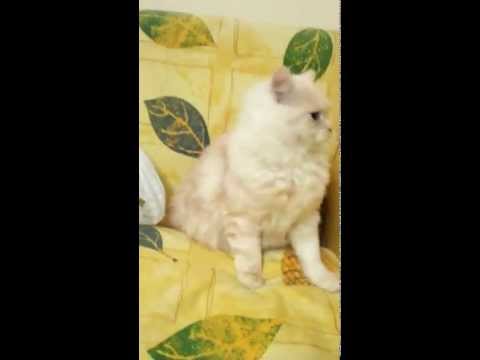 Misha cat funny videos 1 .mp4
