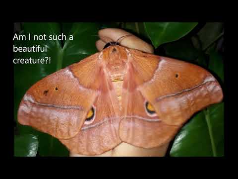 EMPEROR MOTH lifecycle { BRED AT HOME } Zaria, Nigeria