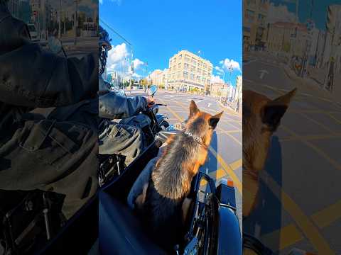 СРАБОТАЛА НЕМЕЦКАЯ СИГНАЛИЗАЦИЯ! #немецкаяовчарка #мото #мотоцикл #мотоссср