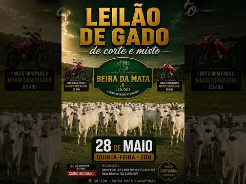 Beira da Mata Leilões - Uruana GO - Leilão de Gado de Corte em Goiás @canal.boiadeiro #live #gado