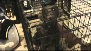 Jasper Cage Disaster