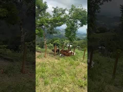 Paisajes los Amates Izabal