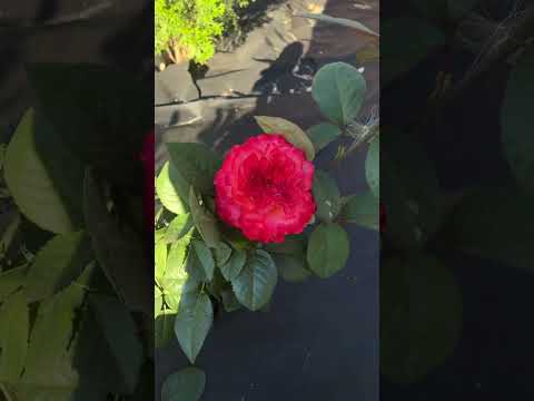 Роза Корал Реева (rose Coral Reeva), #садоваяэстетика#flowers #роза #длядуши#сад