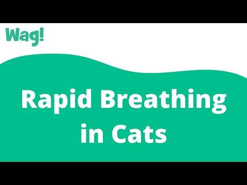 Rapid Breathing in Cats | Wag!