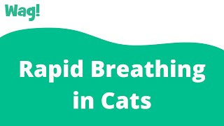 Rapid Breathing in Cats | Wag!