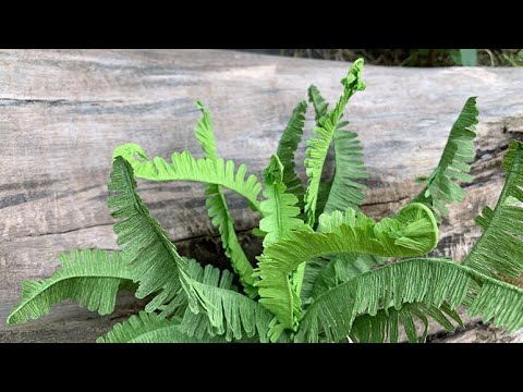 ABC TV | How To Make Boston Fern Paper With Crepe Paper - Craft Tutorial