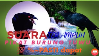 Download lagu THE SOUND OF THE TUWU BIRD 💯❗❗❗AMPUH mp3 Download lagu THE SOUND OF THE TUWU BIRD 💯❗❗❗AMPUH mp3