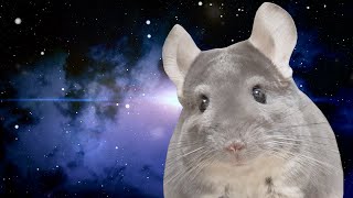 全てを理解してしまったチンチラ